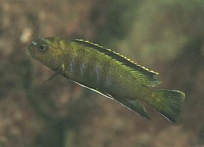 Chindongo sp. 'elongatus thumbi' Thumbi West Island